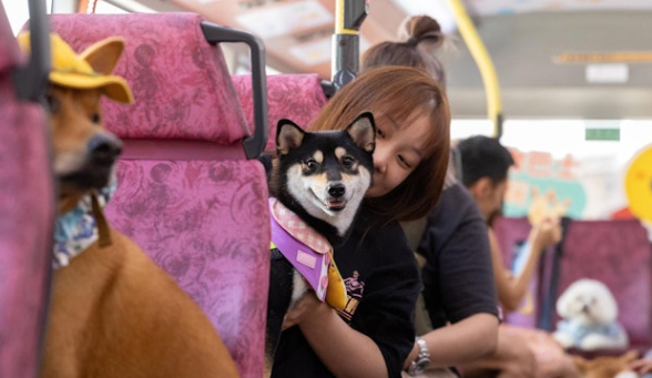 港铁研放宽准主人带宠物乘车友善措施最快上半年有定论