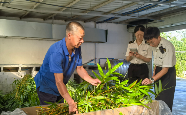 凌晨采摘广东竹子,下午送上澳门熊猫“餐桌”