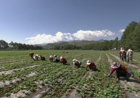互助县17吨冷凉蔬菜 顺利抵达澳门