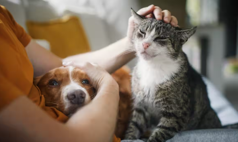 当生活成本压垮家庭纽带:澳洲动物救援系统濒临崩溃